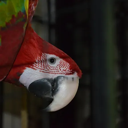 Pirates 3* 马马亚